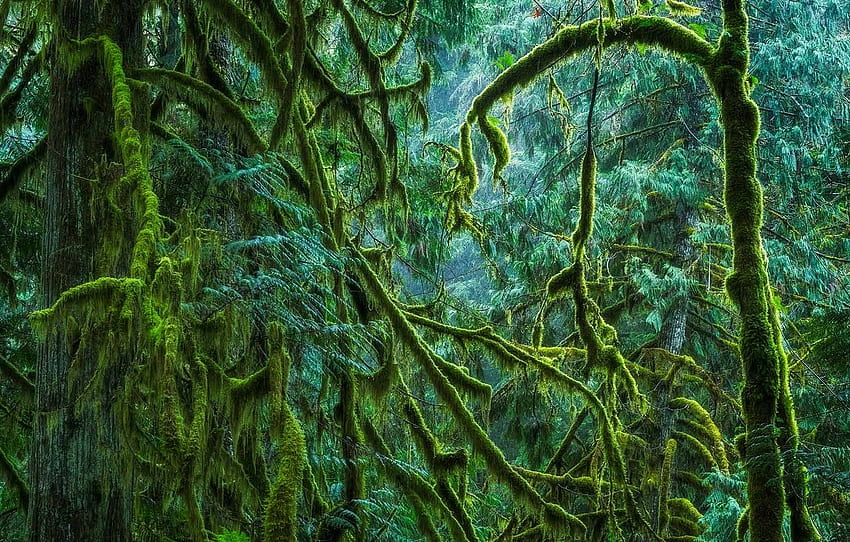 hutan, lumut, Kanada, British Columbia, pulau Vancouver Wallpaper HD