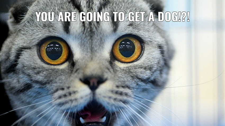 Animal Memes, Funny Cat Memes HD wallpaper