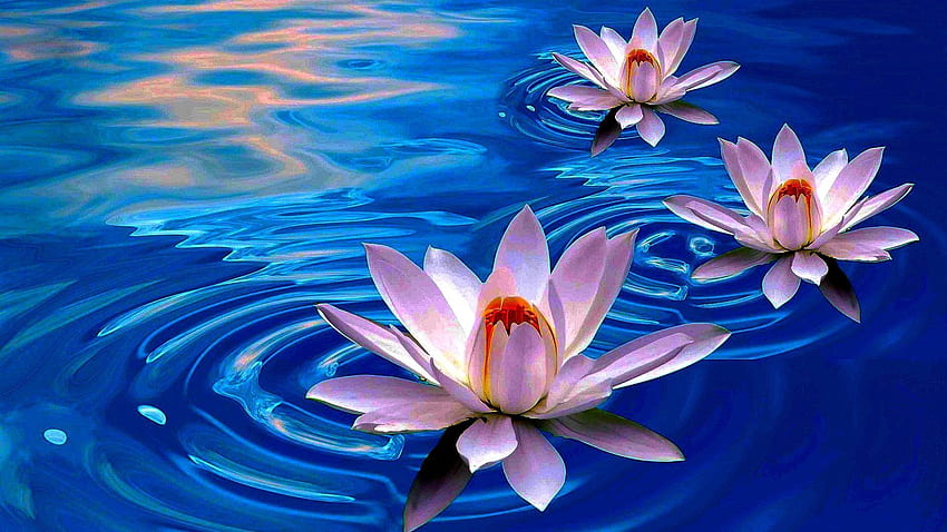 Цвете - LOTUS FLOWERS Digital Pond Nature Flower Full for 16:9 High. Изкуство с цветя лотос, цвете лотос, красиви цветя HD тапет
