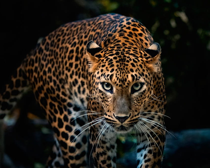 Leopardenoptik, 1 Auflösung HD-Hintergrundbild