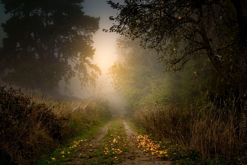 Natur, Bäume, Äpfel, Straße, Wald, Nebel HD-Hintergrundbild