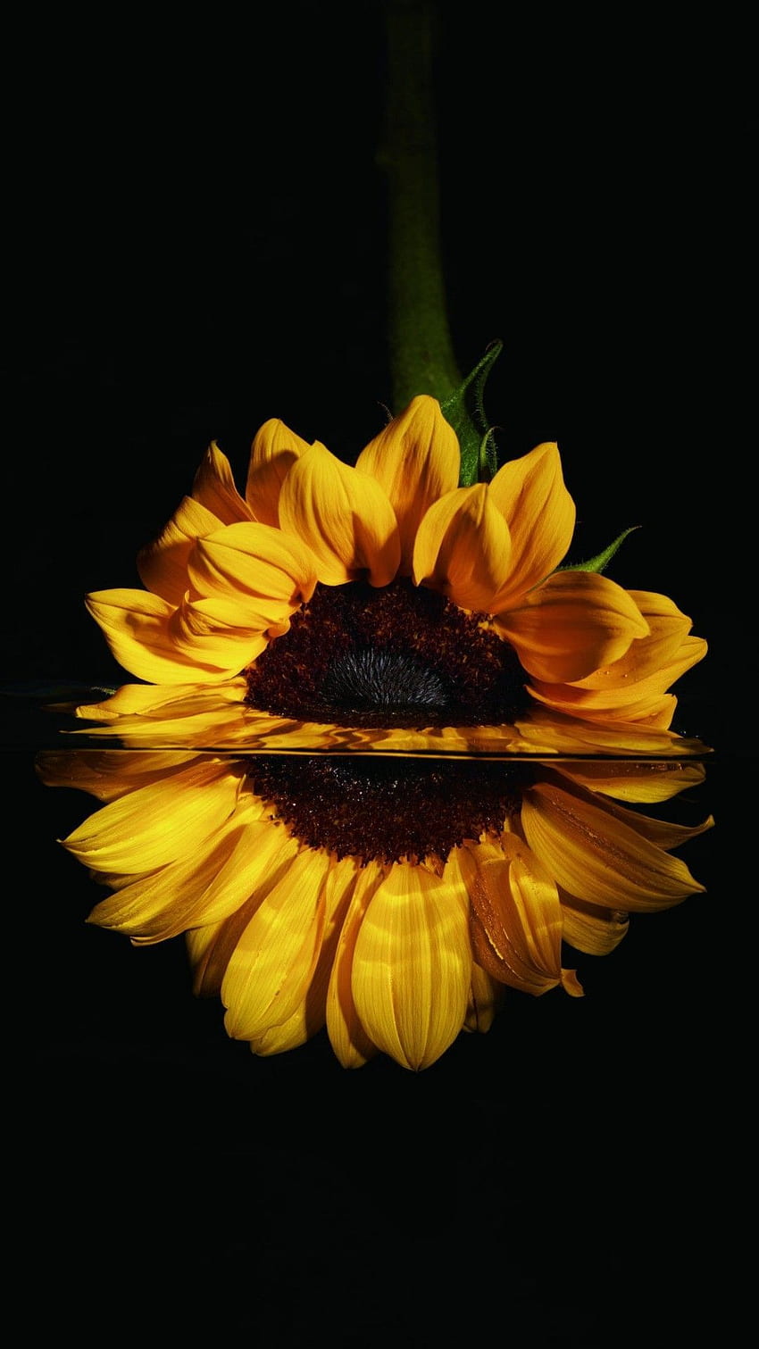 Black Sunflower HD phone wallpaper