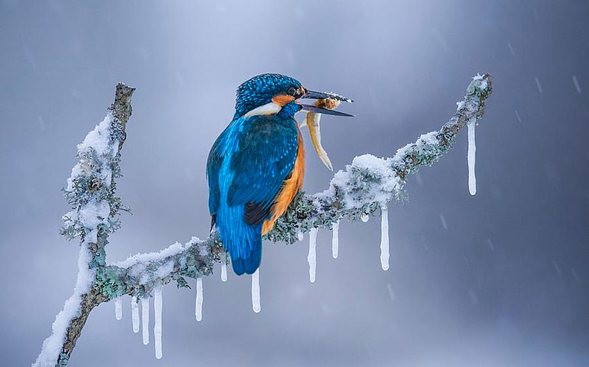 Frozen, branch, fish, kingfisher, icicles HD wallpaper