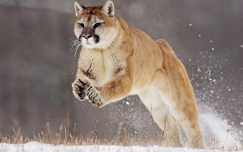 Cougar . Background . . - Abyss, Puma Girl HD wallpaper