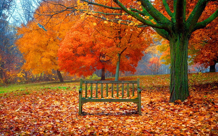 Rest in autumn park, bench, fall, beautiful, lvoely, walk, serenity, park, leaves, rest, red, trees, autumn, calmness, foliage HD wallpaper