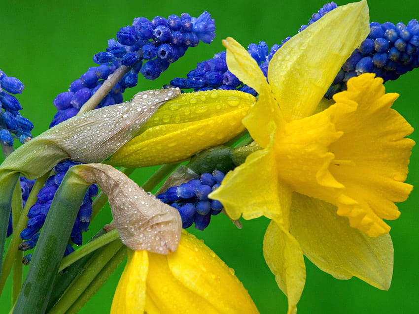 Daffodils And Grape Hyacinth HD wallpaper