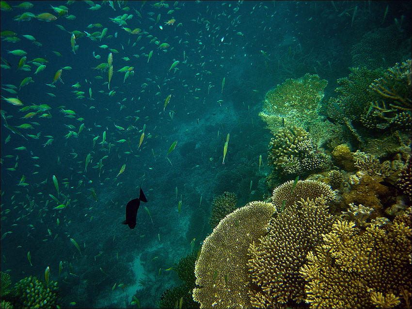 Unterwasser, Fische, Kunst, Korallenriffe, wunderschön, Ozean HD-Hintergrundbild