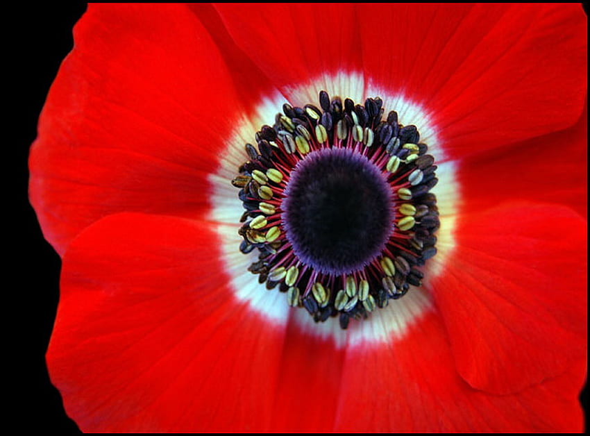 anemone, macro, red, flower HD wallpaper