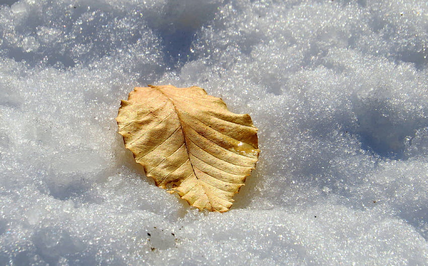 Hoja de oro duradera en una manta de invierno, invierno, hojas, nieve, otoño, hoja, naturaleza, oro fondo de pantalla