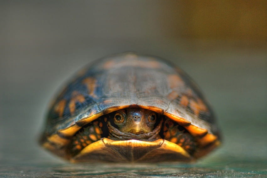 I'm not coming out today, turtle, cute, adorable, house HD wallpaper