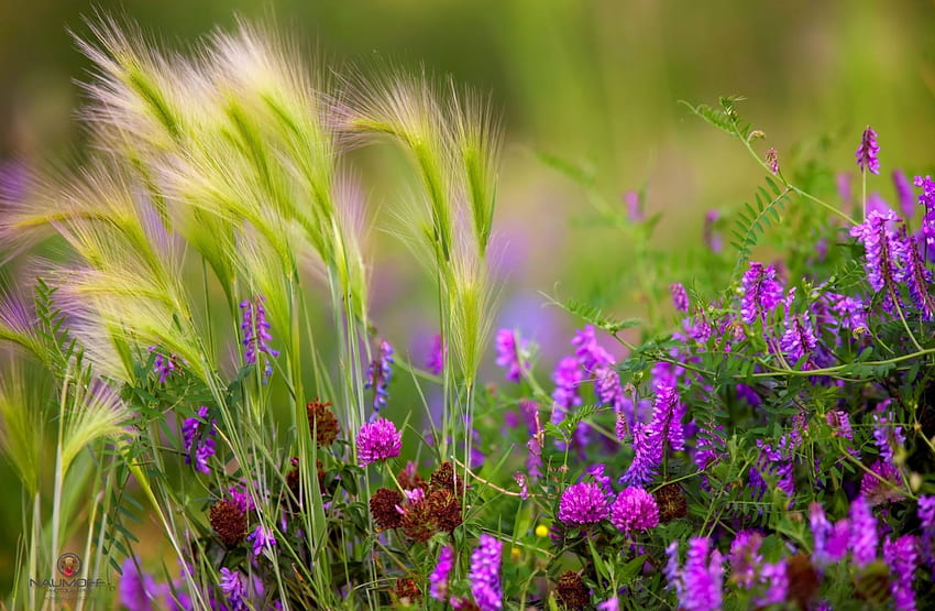 Green blur HD wallpapers: Hình nền mờ xanh HD với những bông hoa dại sẽ giúp bạn thư giãn và tỏa sáng với nét đẹp của hoa. Với hình ảnh này, bạn sẽ cảm nhận được sự thoải mái mỗi khi nhìn vào nó và đặc biệt hoàn toàn miễn phí.