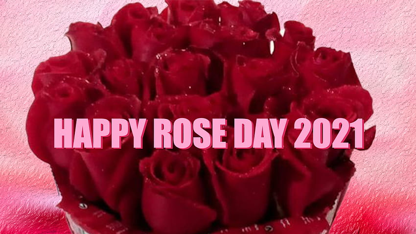 Happy Rose Day 2021: Wishes, Quotes, , , Greetings, WhatsApp messages. Relationships News – India TV HD wallpaper