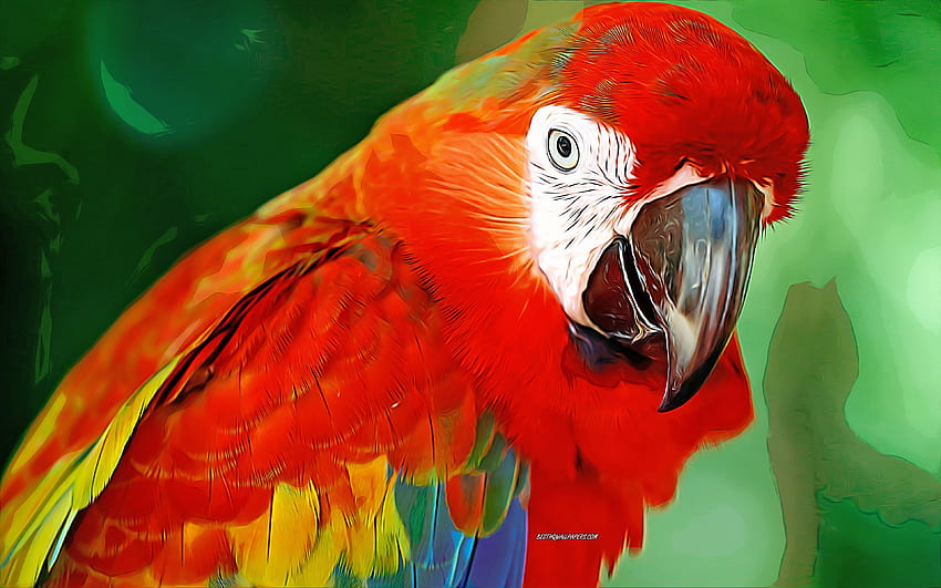 Scarlet macaw, , vector art, Scarlet macaw drawing, creative art, Scarlet macaw art, vector drawing, abstract birds, parrots, macaw HD wallpaper