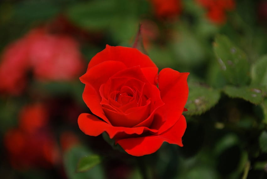 ✿ Only One ✿, rose, red, single, garden, nature, flowers HD wallpaper