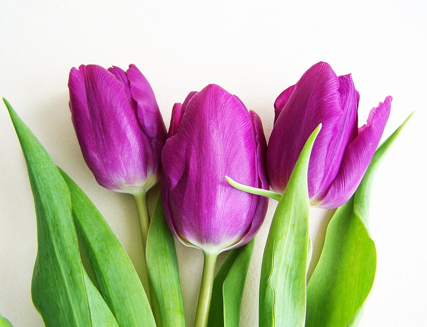 Fioletowe tulipany, piękne, natura, kwiaty Tapeta HD