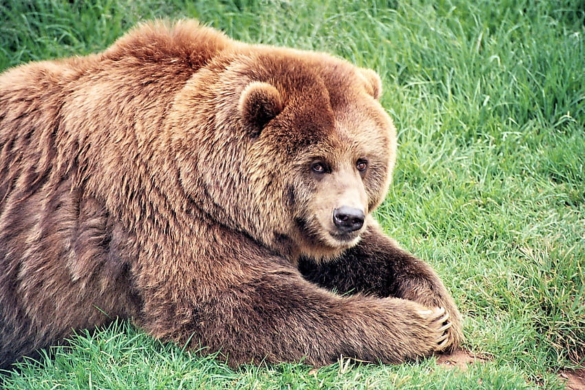 Animals, Grass, Bear, Fat, Thick, Brown Bear HD wallpaper