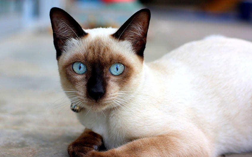 Animales, Gato, Acostarse, Mentira, Ojos Azules, De Ojos Azules, Siamés fondo de pantalla