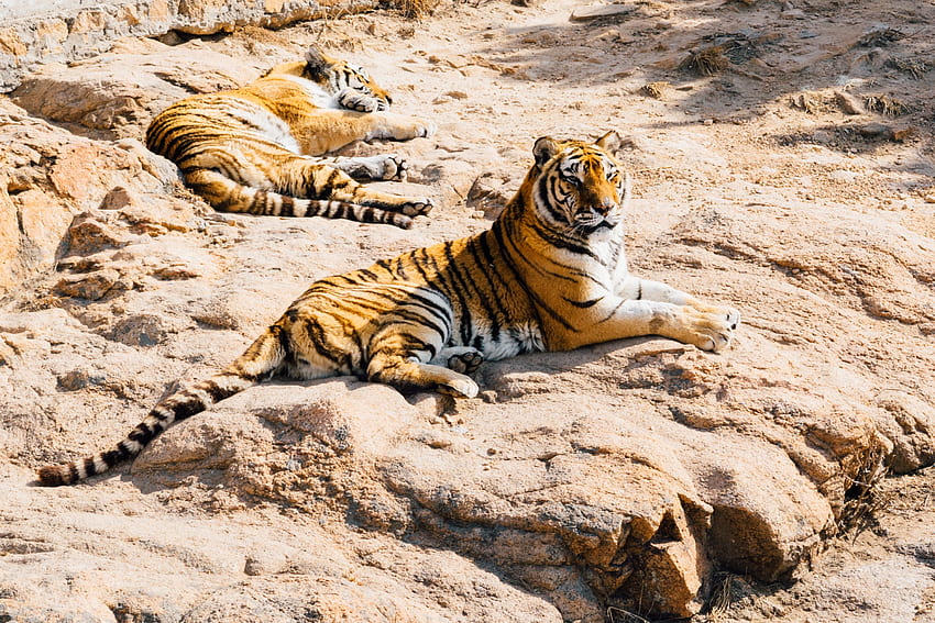 สัตว์, หิน, เสือ, ผู้ล่า, นอนลง, นอน วอลล์เปเปอร์ HD