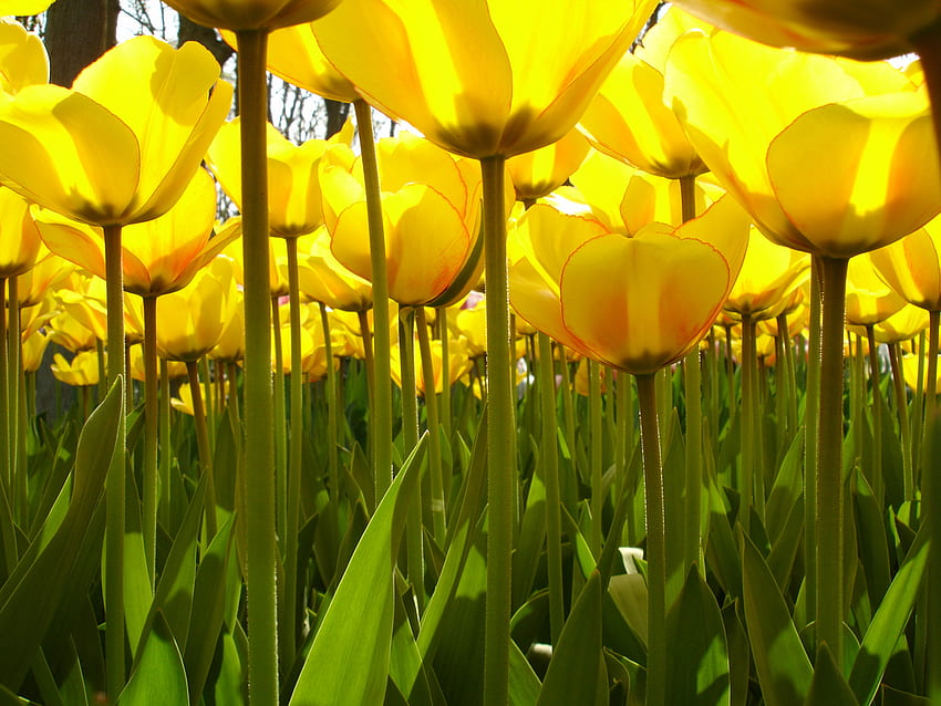 yellow tulips for Anne, garden, tulips, spring, yellow HD wallpaper