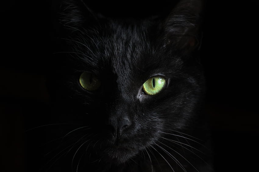Tiere, Schnauze, Sicht, Meinung, schwarze Katze HD-Hintergrundbild