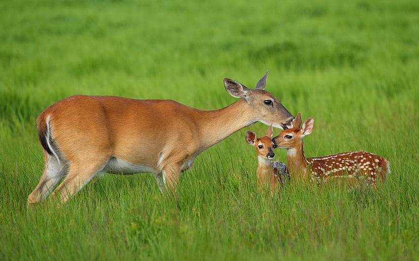 Deer Family, family, deer, animals, mother, calfs HD wallpaper