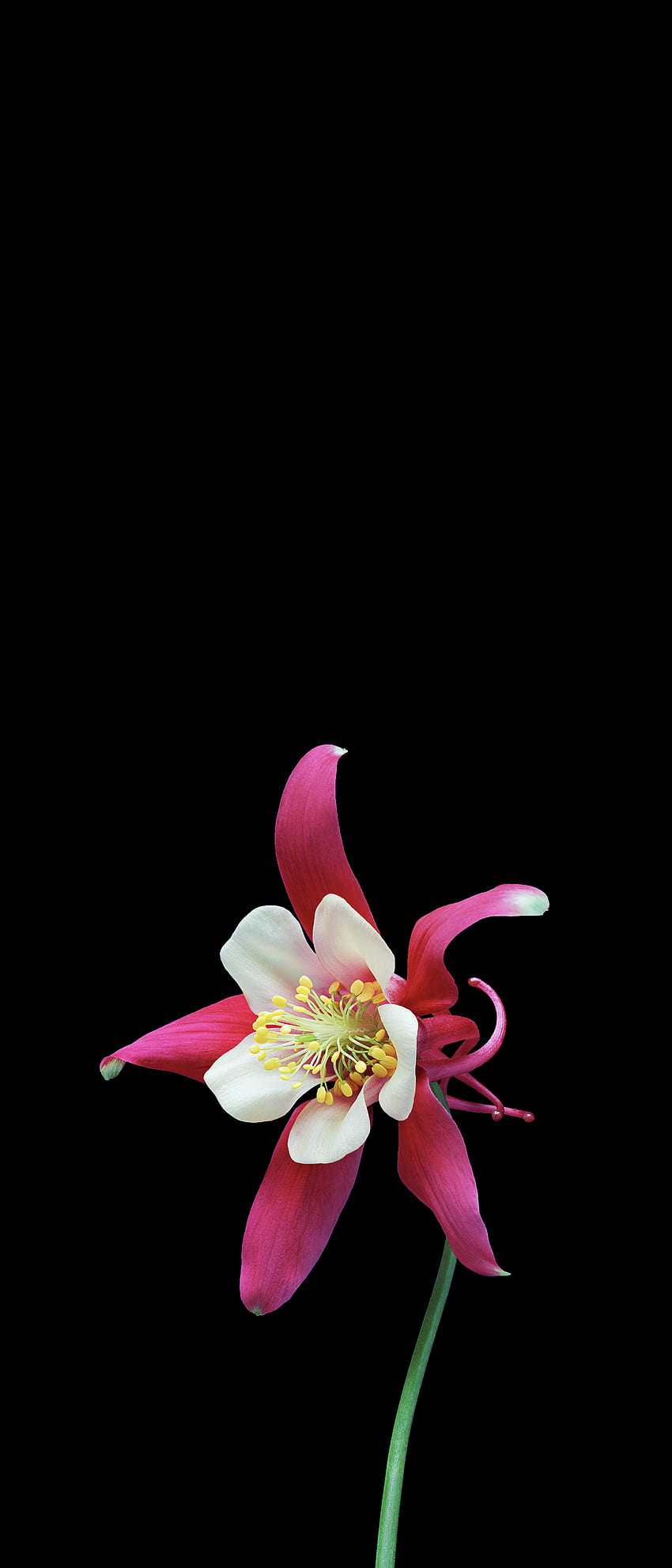 A collection of flower from ios ; all > [] (21:9) : Amoledbackground HD ...