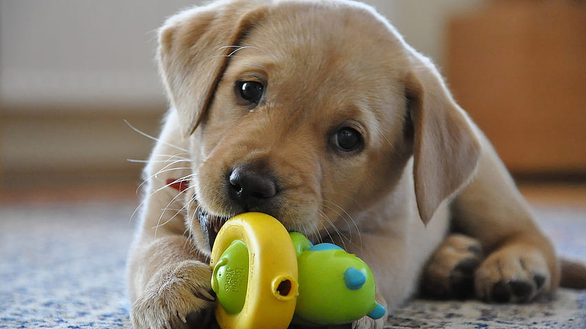 Potty Training a Labrador Puppy, Labrador Puppies HD wallpaper