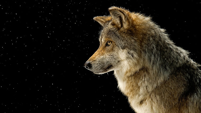 Grey Wolf - , Fakten, Cool Black und Red Wolf HD-Hintergrundbild