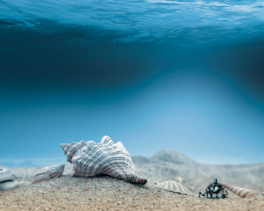 Underwater Sea Shells PC and Mac, Seashell HD wallpaper