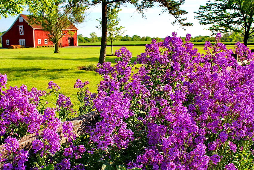 Lilac Bush in the Countryside, Spring Countryside HD wallpaper