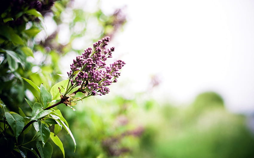 Spring, Nature, Flowers, Lilac, Branch HD wallpaper