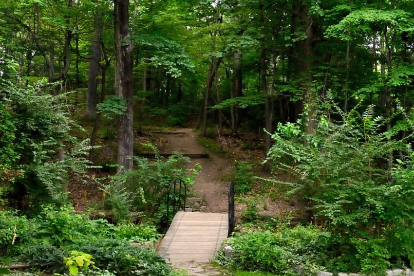 Üppiger Waldblick, entspannender, friedlicher Wald, üppiger Wald, malerischer Wald, ruhig HD-Hintergrundbild