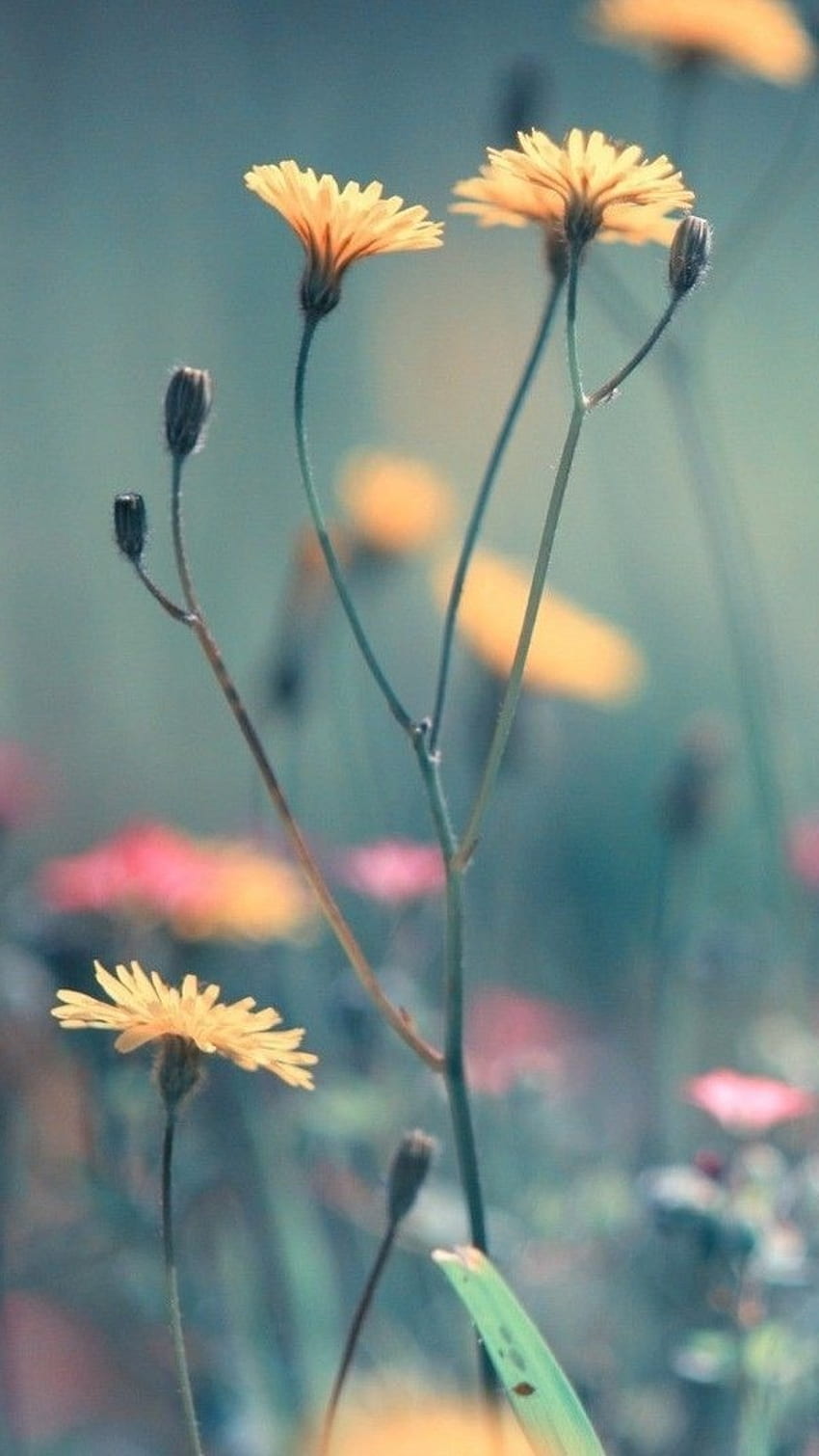 Cute Summer, Flowers, Blur Background HD phone wallpaper | Pxfuel