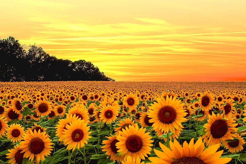 Yellow Sunflower For Quality. Yellow Sunflower Background, Red and Yellow Sunflower HD wallpaper