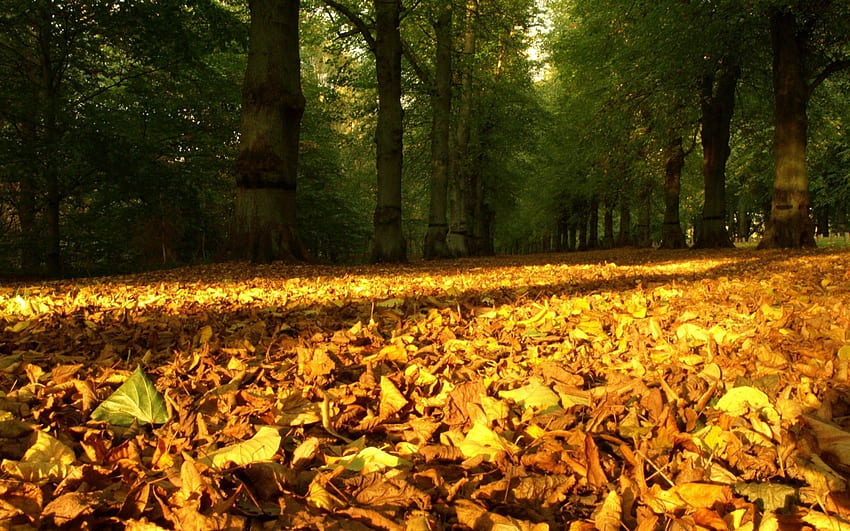 Natura, drzewa, jesień, liście, las, ziemia, ziemia, suchy Tapeta HD