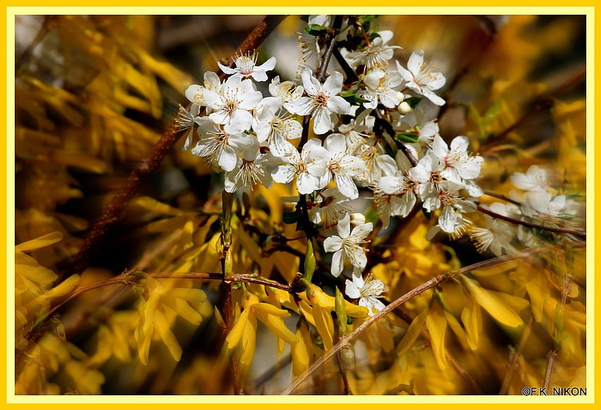 ตื่นฤดูใบไม้ผลิ สีขาว ฤดูใบไม้ผลิ ฤดูใบไม้ผลิ สีเหลือง วอลล์เปเปอร์ HD