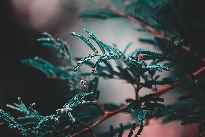 Leaves, Plant, Macro, Blur, Smooth, Branch HD wallpaper