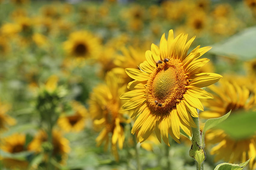 Flowers, Bees, Blur, Smooth, Sunflower, Pollination HD wallpaper
