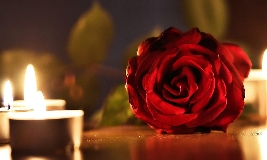 Candles and rose, rose, light, flower, red, candles, romantic HD wallpaper