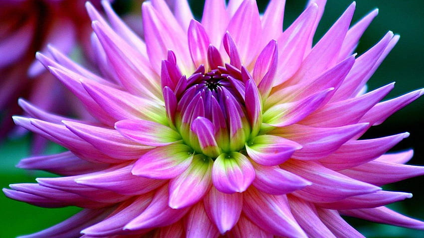 ดอกรักเร่ ดอกไม้สีม่วงสวยงามสำหรับโทรศัพท์มือถือและแล็ปท็อป ดอกไม้สีม่วงสวยงาม วอลล์เปเปอร์ HD