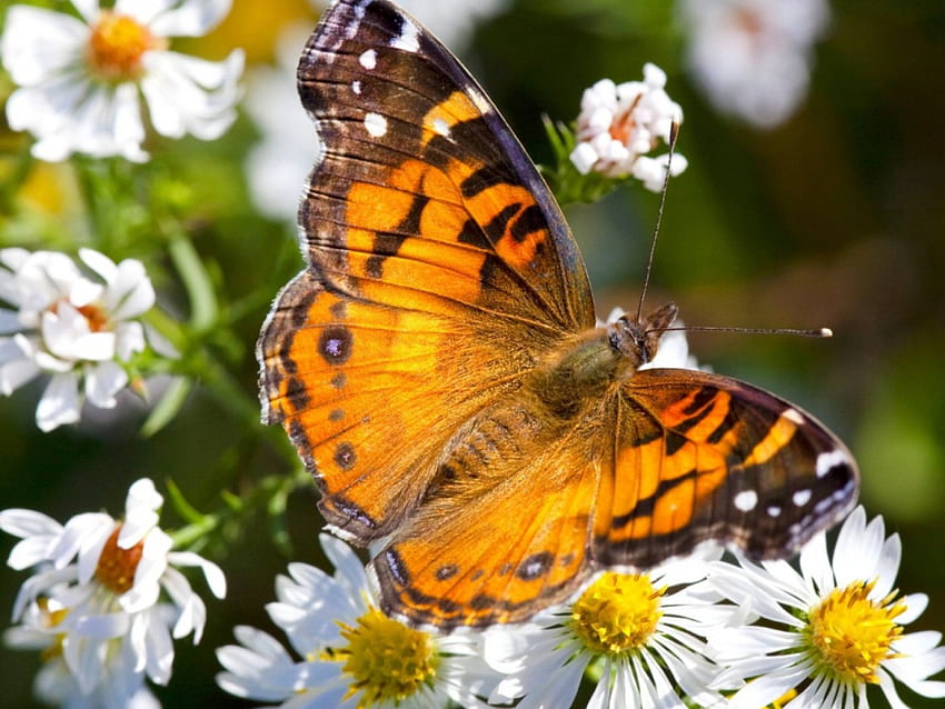 colorful butterfly on white flowers, colorful, white, flowers, butterfly HD wallpaper