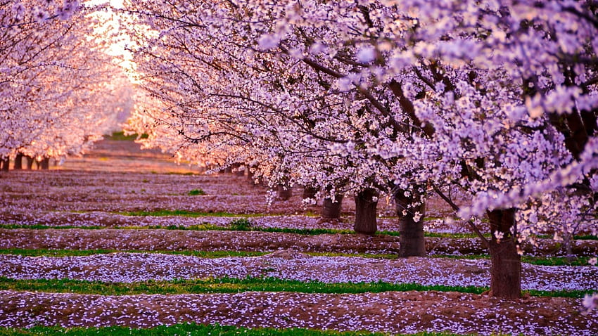 Sakura Way, japonais, japon, printemps, rose, paysage, sakura, fleur de cerisier, nature, fleurs Fond d'écran HD