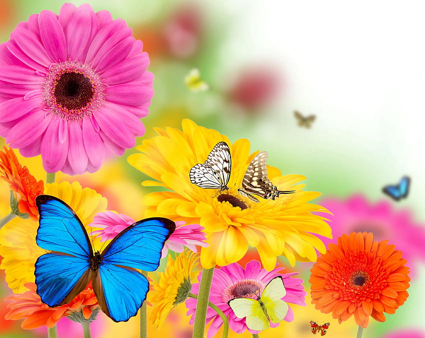 Spring Butterfly Background. Beautiful , and Naruto Background, Butterfly Summer HD wallpaper