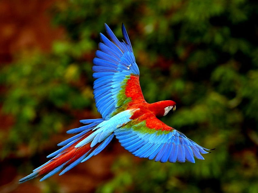Bird Cendrawasih . Background, Burung HD wallpaper