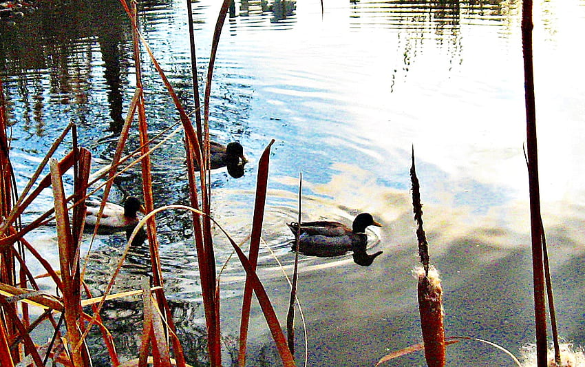 патешко езерце, патици, тръстика, вълнички, езерце HD тапет