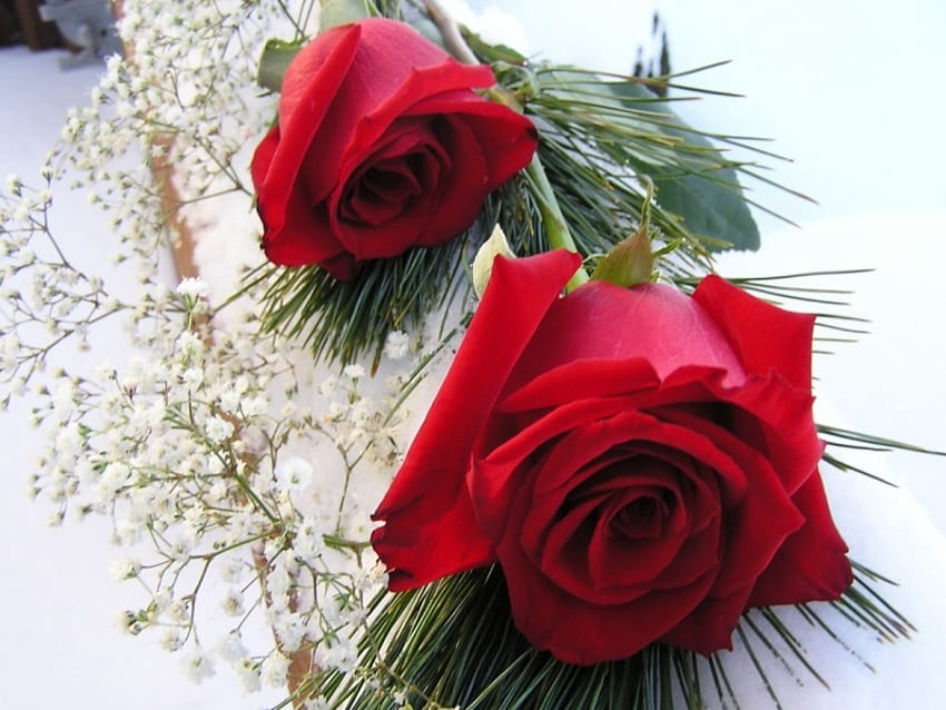 Z całą moją miłością, dzień, róże, czerwień, urodziny, szczęśliwy, cudowny, wyjątkowy Tapeta HD