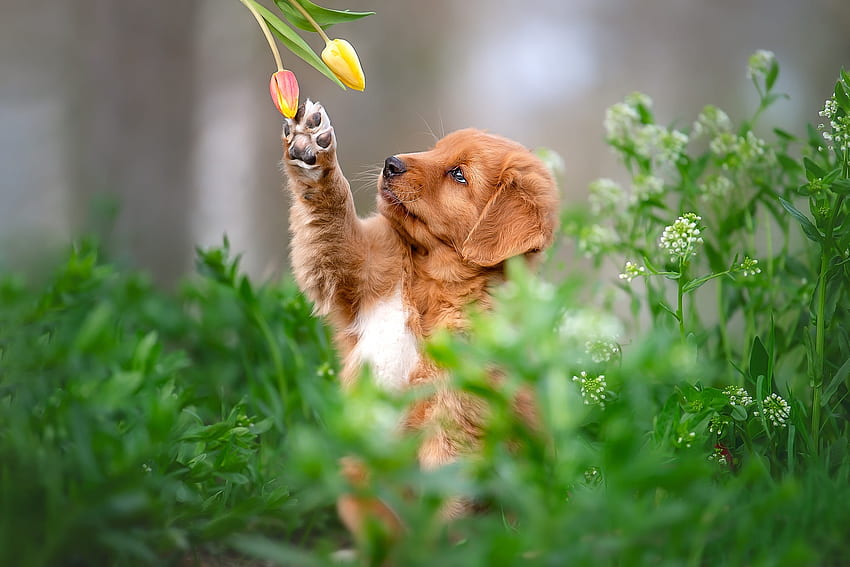 สัตว์ สุนัข ทิวลิป น่าเอ็นดู ฤดูใบไม้ผลิ สีน้ำตาล ลูกหมา ดอกไม้ เขียว อุ้งเท้า เคน วอลล์เปเปอร์ HD