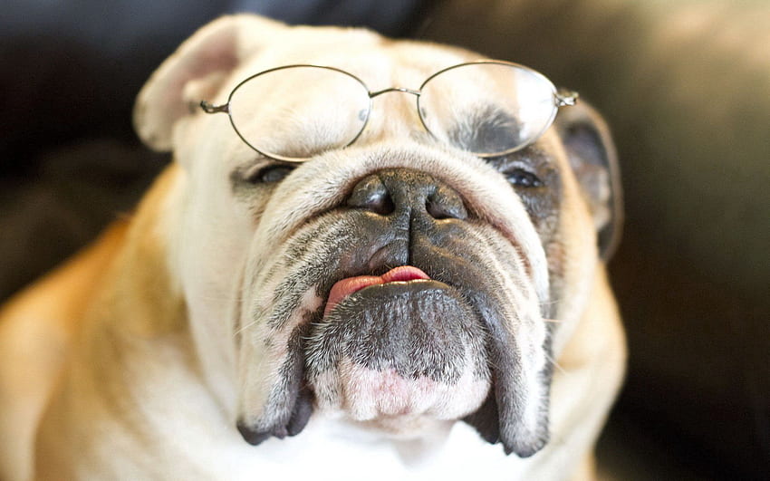 Animals, Dog, Muzzle, Sight, Opinion, Glasses, Spectacles, Bulldog HD wallpaper