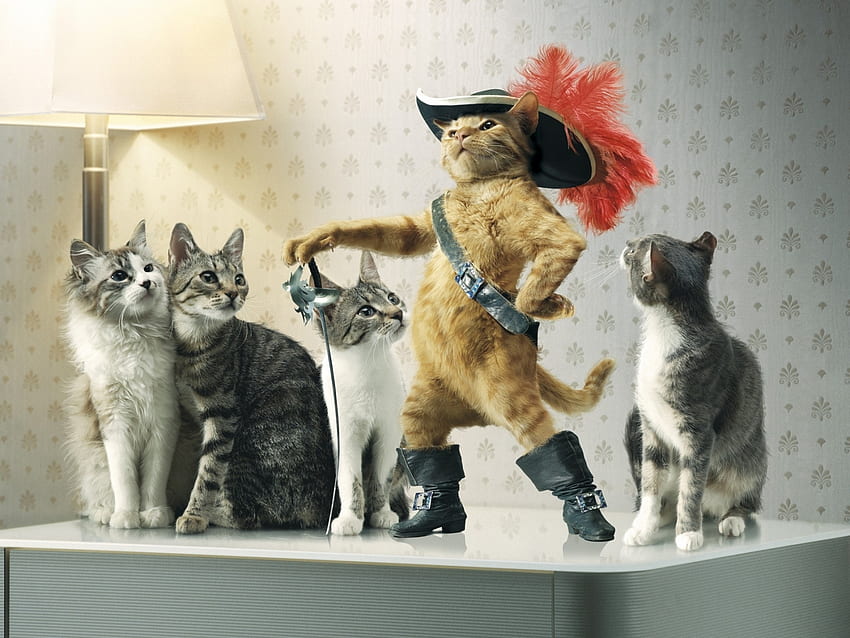 Funny, Animals, Cats HD wallpaper