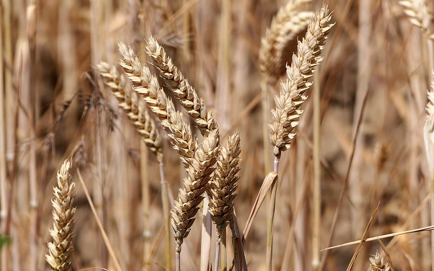 Grain Ears, careals, cornfield, nature HD wallpaper